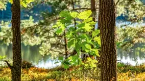 Jezioro Wesołek i puszcza Piska - zdjęcie 25