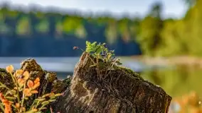 Jezioro Wesołek i puszcza Piska - zdjęcie 45