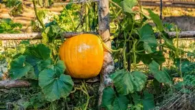 Jesień na mazurskich traktach, polach i łąkach, październik 2022 - zdjęcie 58