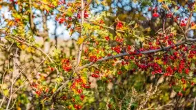 Jesień na mazurskich traktach, polach i łąkach, październik 2022 - zdjęcie 127