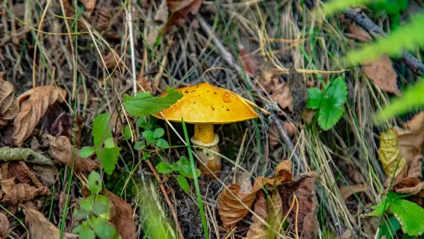 Nie-Sezon grzybowy na Mazurach dobiega do końca - zdjęcie 7