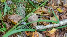 Nie-Sezon grzybowy na Mazurach dobiega do końca - zdjęcie 53