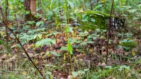 Nie-Sezon grzybowy na Mazurach dobiega do końca - zdjęcie 15