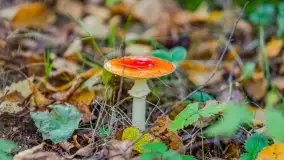 Nie-Sezon grzybowy na Mazurach dobiega do końca - zdjęcie 82