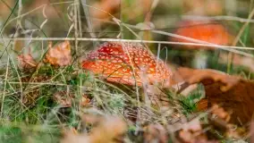 Nie-Sezon grzybowy na Mazurach dobiega do końca - zdjęcie 44