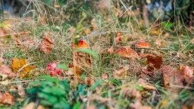 Nie-Sezon grzybowy na Mazurach dobiega do końca - zdjęcie 55