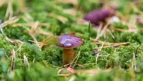 Nie-Sezon grzybowy na Mazurach dobiega do końca - zdjęcie 46