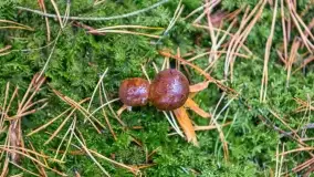 Nie-Sezon grzybowy na Mazurach dobiega do końca - zdjęcie 84