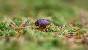 Nie-Sezon grzybowy na Mazurach dobiega do końca - zdjęcie 70