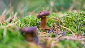 Nie-Sezon grzybowy na Mazurach dobiega do końca - zdjęcie 51