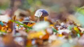 Nie-Sezon grzybowy na Mazurach dobiega do końca - zdjęcie 56