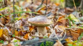 Nie-Sezon grzybowy na Mazurach dobiega do końca - zdjęcie 69