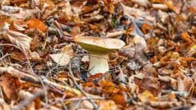 Nie-Sezon grzybowy na Mazurach dobiega do końca - zdjęcie 64