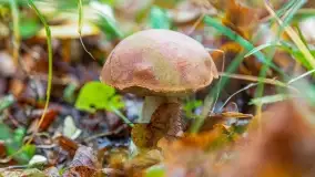 Nie-Sezon grzybowy na Mazurach dobiega do końca - zdjęcie 83