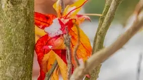 Pierwszy śnieg już za nami... Bocianie Gniazdo w Rynie - zdjęcie 21