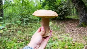 Mazury i grzyby... piękne połączenie - zdjęcie 13