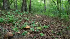 Mazury i grzyby... piękne połączenie - zdjęcie 2