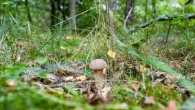 Mazury i grzyby... piękne połączenie - zdjęcie 20