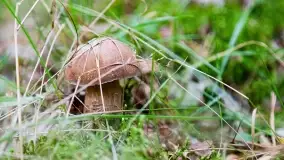 Mazury i grzyby... piękne połączenie - zdjęcie 6