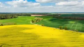 Rzepakowe pola, przypominamy żółty kolor Mazur - zdjęcie 27