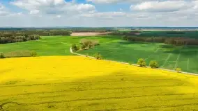 Rzepakowe pola, przypominamy żółty kolor Mazur - zdjęcie 34