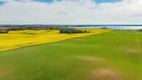 Rzepakowe pola, przypominamy żółty kolor Mazur - zdjęcie 31