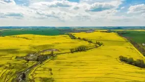 Rzepakowe pola, przypominamy żółty kolor Mazur - zdjęcie 35