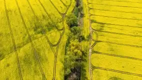 Rzepakowe pola, przypominamy żółty kolor Mazur - zdjęcie 24