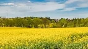 Rzepakowe pola, przypominamy żółty kolor Mazur - zdjęcie 41