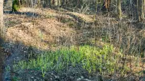 Mazurski las u progu wiosny, marzec 2020 - zdjęcie 16