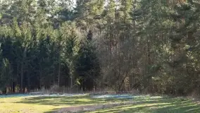 Mazurski las u progu wiosny, marzec 2020 - zdjęcie 32