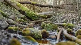 Mazurski las u progu wiosny, marzec 2020 - zdjęcie 21