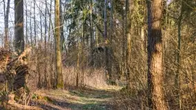 Mazurski las u progu wiosny, marzec 2020 - zdjęcie 39