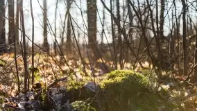 Mazurski las u progu wiosny, marzec 2020 - zdjęcie 35