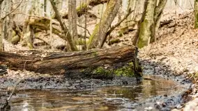 Przedwiośnie na mazurskich polach i łąkach, marzec 2021 - zdjęcie 14