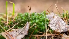 Przedwiośnie na mazurskich polach i łąkach, marzec 2021 - zdjęcie 40