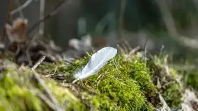 Przedwiośnie na mazurskich polach i łąkach, marzec 2021 - zdjęcie 26