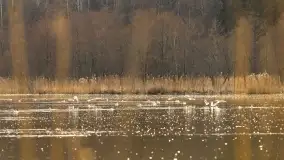 Przedwiośnie na mazurskich polach i łąkach, marzec 2021 - zdjęcie 27