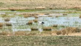 Przedwiośnie na mazurskich polach i łąkach, marzec 2021 - zdjęcie 52