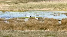 Przedwiośnie na mazurskich polach i łąkach, marzec 2021 - zdjęcie 64