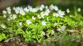 Początki wiosny 2022, leśne krajobrazy - zdjęcie 4