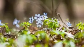 Początki wiosny 2022, leśne krajobrazy - zdjęcie 13