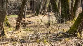 Początki wiosny 2022, leśne krajobrazy - zdjęcie 47