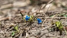 Cmentarz wojenny Jagerhohe i jezioro Święcajty na początku wiosny, 2022 - zdjęcie 42