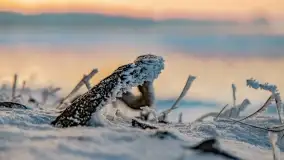 Bajkowe i zimowe klimaty nad jeziorem Dargin, grudzień 2022 - zdjęcie 72