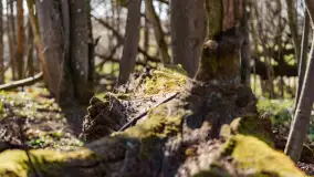 Wiosenny las przy Sztynorcie, kwiecień 2022 - zdjęcie 18