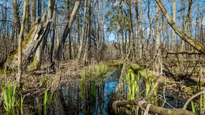 Wiosenny las przy Sztynorcie, kwiecień 2022