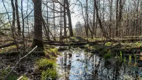 Wiosenny las przy Sztynorcie, kwiecień 2022 - zdjęcie 14