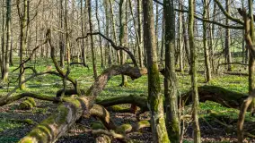 Wiosenny las przy Sztynorcie, kwiecień 2022 - zdjęcie 46