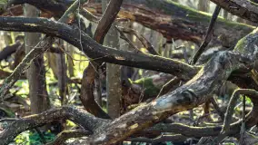 Wiosenny las przy Sztynorcie, kwiecień 2022 - zdjęcie 54